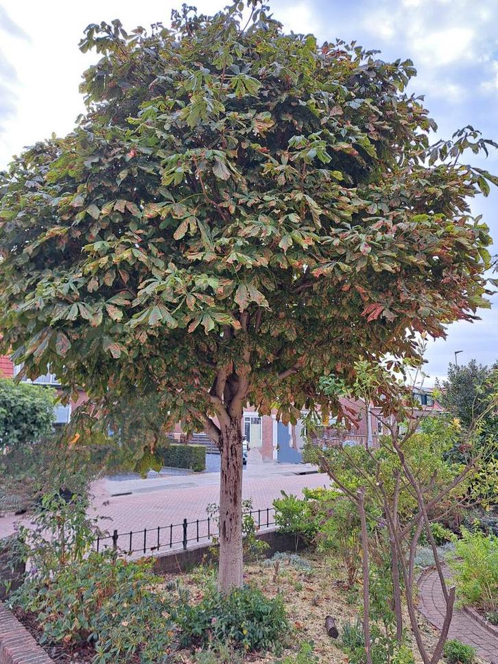 Gratis kastanje hout – boom zelf kappen, Tuin en Terras, Haardhout, Stammen, Overige houtsoorten, Ophalen