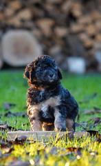 1 Prachtig labradoodle black and tan reutje, Dieren en Toebehoren, Honden | Retrievers, Spaniëls en Waterhonden, 8 tot 15 weken