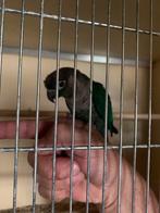 Pyrrhura, Dieren en Toebehoren, Vogels | Parkieten en Papegaaien, Vrouwelijk, Parkiet