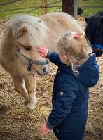 Knappe palomino (dek) hengst!, Hengst, A pony (tot 1.17m), 3 tot 6 jaar, Gechipt