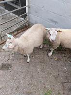 Texelaar x Rouge rammen, Dieren en Toebehoren, Mannelijk, Schaap, 0 tot 2 jaar