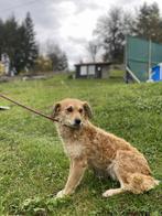 Nevada – een lieve, mama op zoek naar veiligheid en liefde, Dieren en Toebehoren, Particulier, Rabiës (hondsdolheid), 1 tot 2 jaar