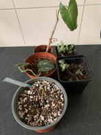 Diverse  stekjes, Huis en Inrichting, Kamerplanten, Ophalen, Halfschaduw, Minder dan 100 cm