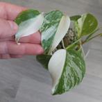 Monstera albo variegata geworteld wetstick, Huis en Inrichting, Kamerplanten, Ophalen of Verzenden, Overige soorten, Minder dan 100 cm