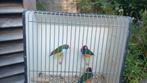 Gouldamadine, Mannelijk, Tropenvogel
