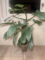 Philodendron silver sword, Ophalen of Verzenden, Halfschaduw, Minder dan 100 cm