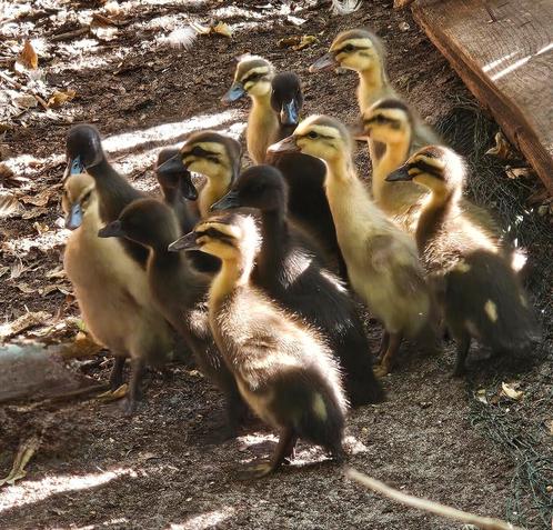 Loopeenden pulletjes van natuurbroed, Dieren en Toebehoren, Pluimvee, Eend, Geslacht onbekend