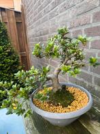 Bonsai, satsuki Azalea, Ophalen of Verzenden, Overige soorten, Minder dan 100 cm