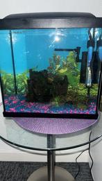 Aquarium van superfish, Ophalen of Verzenden, Zo goed als nieuw, Gevuld zoetwateraquarium