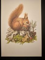Eekhoorn, Verzenden, 1980 tot heden, Zo goed als nieuw, Dier