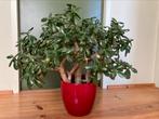 Crassula - Jadeplant, Huis en Inrichting, Minder dan 100 cm, Halfschaduw, Ophalen, Groene kamerplant