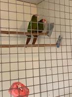 Pyrrhura Rodocephala (Roodkopparkiet), Dieren en Toebehoren, Vogels | Parkieten en Papegaaien, Meerdere dieren, Parkiet, Geringd