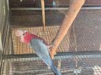 Rose kaketoe man evt te ruil, Dieren en Toebehoren, Mannelijk, Papegaai, Geringd