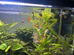 Guppies guppy’s - 8 stuks - mix oranje geel zwart snakeskin, Dieren en Toebehoren, Vissen | Aquariumvissen, Vis