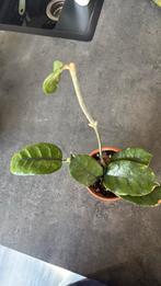 Hoya Vilosa, Ophalen of Verzenden