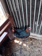 Jonge Marants  hanen  te  koop  ruim  3 maanden oud, Dieren en Toebehoren, Pluimvee, Mannelijk, Kip