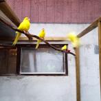 Kakariki jongen van 2025, Meerdere dieren, Geringd