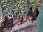 4 Barnevelder kriel hennentjes, Dieren en Toebehoren, Pluimvee, Vrouwelijk, Kip