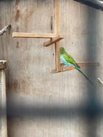 Gevraagd: Hooded parkiet man ik  betaal €150, Dieren en Toebehoren, Vogels | Parkieten en Papegaaien, Mannelijk, Parkiet