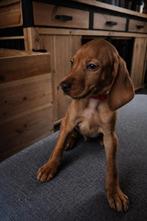 Vizsla pups, Parvo, Overige rassen, 8 tot 15 weken, Meerdere