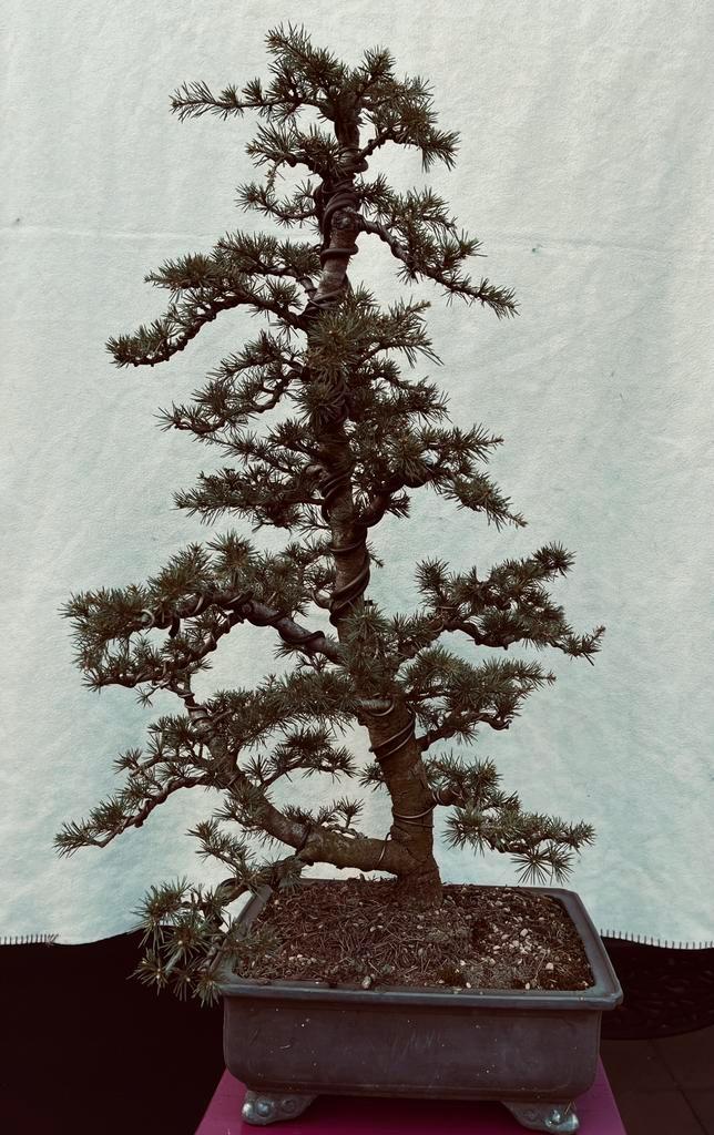 Bonsai ceder, Tuin en Terras, Planten | Bomen, Overige soorten, Minder dan 100 cm, Halfschaduw, Bloeit niet, In pot, Ophalen