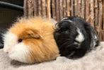 Cavia beren Simba & Sherlock, Dieren en Toebehoren, Cavia, Mannelijk, Januari, Tam