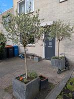 2 olijfbomen met betonnen pot, Tuin en Terras, Planten | Bomen, 100 tot 250 cm, Olijfboom, Zomer, Ophalen