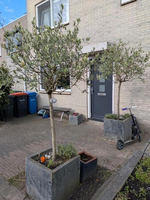 2 olijfbomen met betonnen pot, Tuin en Terras, Planten | Bomen, Olijfboom, 100 tot 250 cm, Volle zon, Zomer, In pot, Ophalen