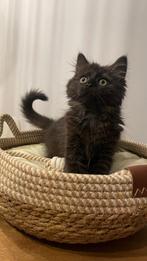 Lieve Ragdoll-kruising kitten (vrouwtje) – 12 weken, Dieren en Toebehoren, Katten en Kittens | Raskatten | Langhaar, Poes, Ontwormd