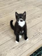Britse korthaar katertje, Dieren en Toebehoren, Katten en Kittens | Raskatten | Korthaar, Kater, Ontwormd, 0 tot 2 jaar