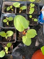 Rabarber plant, Tuin en Terras, Planten | Tuinplanten, Ophalen of Verzenden, Zomer, Volle zon