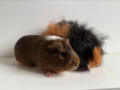 Twee cavia beren, Dieren en Toebehoren, Knaagdieren, Mannelijk, Cavia, Voor 1 juli 2024, Tam