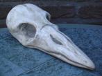 Xtra grote Schedel Raaf, KLEUR NAAR WENS! skull kraai deco, Antiek en Kunst, Kunst | Designobjecten, Ophalen of Verzenden