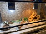 Terarium van baardagaam+baardagaam, Ophalen, Zo goed als nieuw, Terrarium of Paludarium