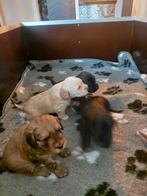 Cockapoo x labradoodle, Dieren en Toebehoren, Overige rassen, 8 tot 15 weken, Meerdere, Meerdere dieren