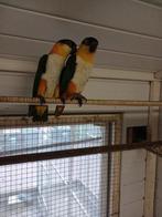 Koppel zwartkop caiques caique, Dieren en Toebehoren, Vogels | Parkieten en Papegaaien, Meerdere dieren, Papegaai