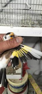 Majoor Putter pop faseato komt uit egelhad van 2023, Dieren en Toebehoren, Vrouwelijk, Wildzangvogel