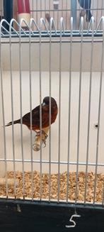 Kanarie man, Dieren en Toebehoren, Vogels | Kanaries, Mannelijk, Kleurkanarie