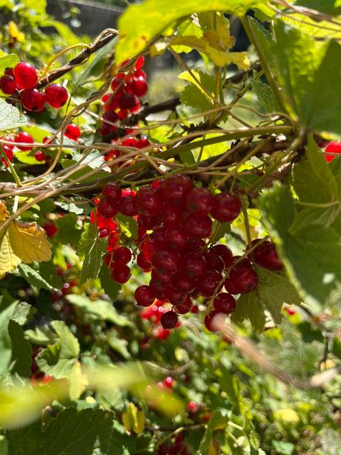 Rode bessen struik te koop, Tuin en Terras, Planten | Fruitbomen, Overige soorten, Minder dan 100 cm, Lente, Ophalen