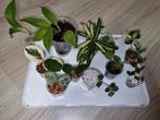 Gewoortelde hoya stekjes pakket 10x voor €25!, Huis en Inrichting, Kamerplanten, Ophalen of Verzenden, Halfschaduw, Minder dan 100 cm