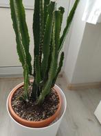 Mooie Cactus in Pot, Ophalen, Halfschaduw, Minder dan 100 cm, Groene kamerplant