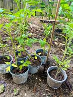Biologische Tomatenplanten Uit eigen moestuin.Tomaat, Tuin en Terras, Planten | Tuinplanten, Ophalen, Volle zon, Groenteplanten