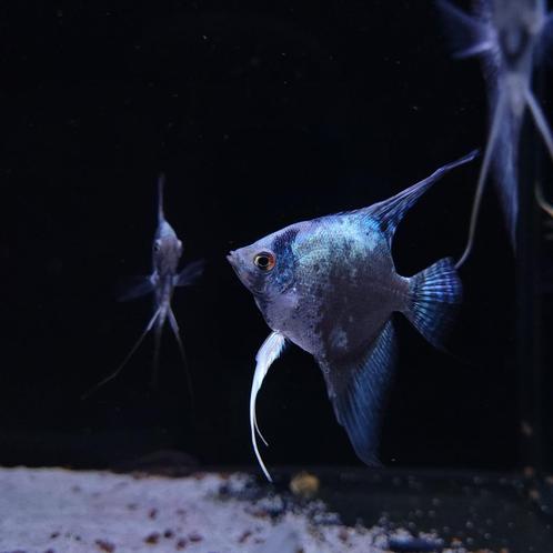 Maanvis kobalt - Pterophyllum scalare, Dieren en Toebehoren, Vissen | Aquariumvissen, Zoetwatervis, Vis