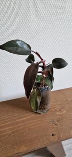 Philodendron, Huis en Inrichting, Ophalen of Verzenden, Minder dan 100 cm