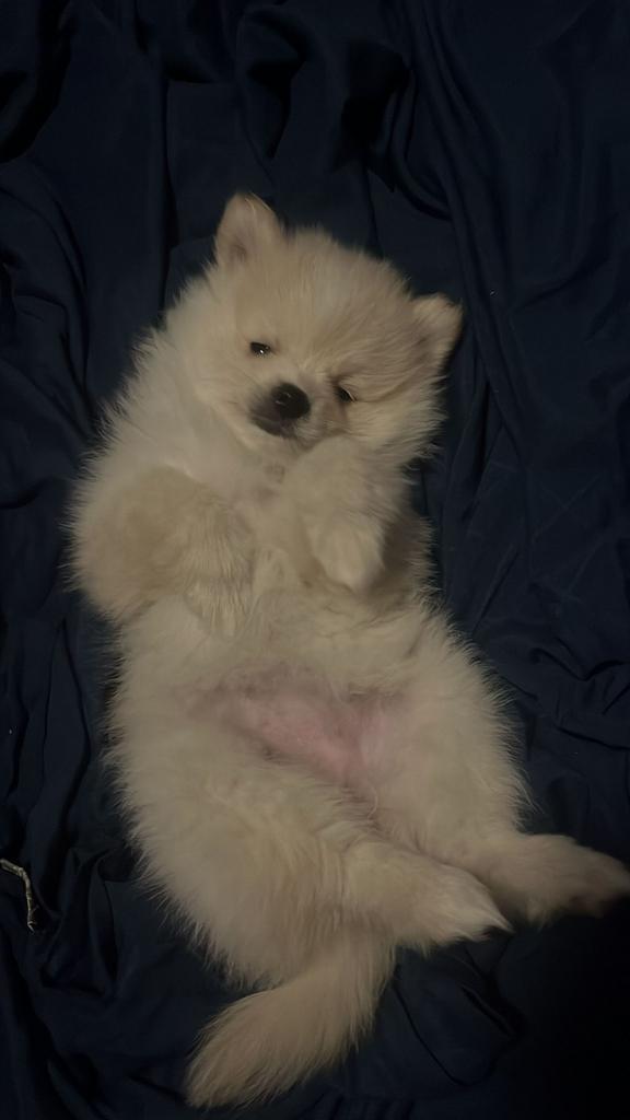 Pomeriaan, Tuin en Terras, Bladblazers, Ophalen of Verzenden