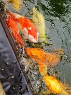 20 grote japanse koi karpers te koop., Karper of Koi