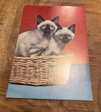 Twee Siamese katjes, Verzenden, Hond of Kat
