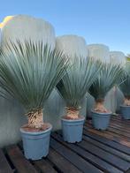 Actie! Yucca rostrata – Groot formaat, Verzenden, Overige soorten, Halfschaduw