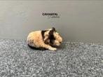 Us Teddy Zwart creme beertje, Dieren en Toebehoren, Knaagdieren, Mannelijk, Cavia, Na 1 juli 2024