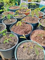 Te koop jonge albizia  Plantjes ook wel  Perzische slaapboom, Ophalen